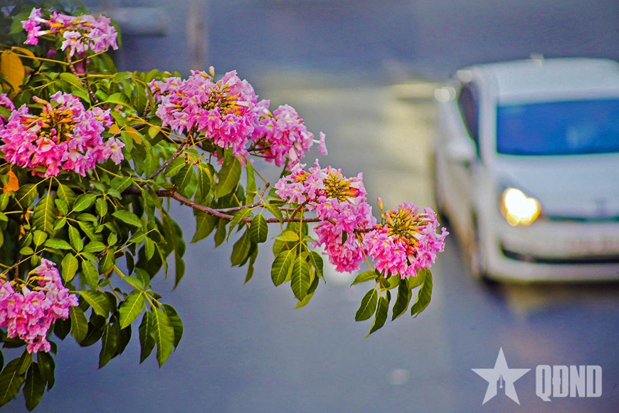 Gallery - 	Flowers in Ho Chi Minh City in full bloom
